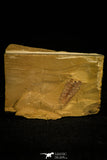 30138 - Top Rare 0.66 Inch Leanchoilia sp Cambrian Arthopod - China