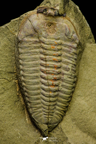 21108 - Museum Grade Bavarilla zemmourensis with Preserved Antennae Lower Ordovician Trilobite