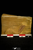 30138 - Top Rare 0.66 Inch Leanchoilia sp Cambrian Arthopod - China