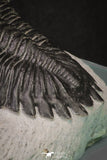 20045 - Top Well Prepared 2.25 Inch Hollardops merocristata Middle Devonian Trilobite