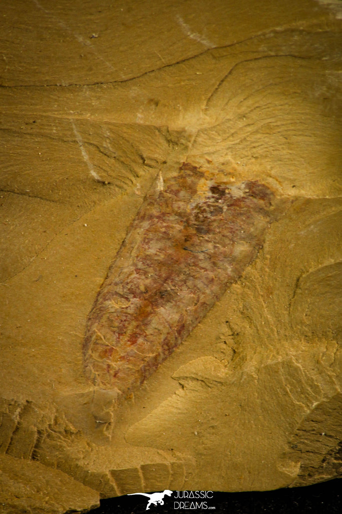 30138 - Top Rare 0.66 Inch Leanchoilia sp Cambrian Arthopod - China
