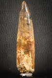 07139 - Partial Rooted 3.86 Inch Spinosaurus Dinosaur Tooth Cretaceous