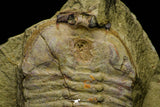 21108 - Museum Grade Bavarilla zemmourensis with Preserved Antennae Lower Ordovician Trilobite