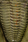 21108 - Museum Grade Bavarilla zemmourensis with Preserved Antennae Lower Ordovician Trilobite