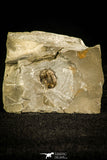 30139 - Top Rare 0.46 Inch Isoteloides flexus Lower Ordovician Trilobite - Utah USA