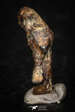 05386 - Agoudal Imilchil Iron IIAB Meteorite <1g ORIENTED Collector Grade