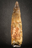07139 - Partial Rooted 3.86 Inch Spinosaurus Dinosaur Tooth Cretaceous