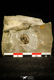30139 - Top Rare 0.46 Inch Isoteloides flexus Lower Ordovician Trilobite - Utah USA