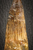 07139 - Partial Rooted 3.86 Inch Spinosaurus Dinosaur Tooth Cretaceous
