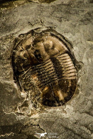 30139 - Top Rare 0.46 Inch Isoteloides flexus Lower Ordovician Trilobite - Utah USA