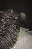 20045 - Top Well Prepared 2.25 Inch Hollardops merocristata Middle Devonian Trilobite