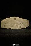 30140 - Top Beautiful 0.31 Inch Bolaspidella Middle Cambrian Trilobite - Utah USA