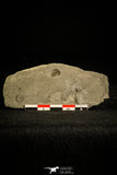30140 - Top Beautiful 0.31 Inch Bolaspidella Middle Cambrian Trilobite - Utah USA