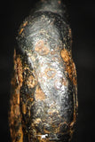 05387 - Agoudal Imilchil Iron IIAB Meteorite 2.6g Collector Grade
