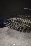20046 - Well Prepared "Flying" 1.70 Inch Hollardops merocristata Middle Devonian Trilobite
