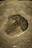 30140 - Top Beautiful 0.31 Inch Bolaspidella Middle Cambrian Trilobite - Utah USA