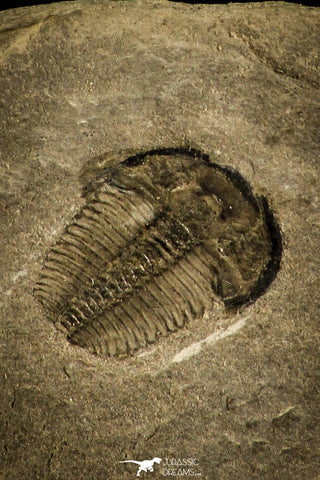 30140 - Top Beautiful 0.31 Inch Bolaspidella Middle Cambrian Trilobite - Utah USA