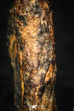 05387 - Agoudal Imilchil Iron IIAB Meteorite 2.6g Collector Grade