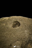 30140 - Top Beautiful 0.31 Inch Bolaspidella Middle Cambrian Trilobite - Utah USA