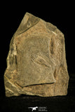 30141 - Well Preserved 0.76 Inch Bathynotus kueichouensis Early Cambrian Trilobite - China