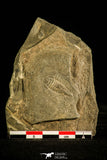 30141 - Well Preserved 0.76 Inch Bathynotus kueichouensis Early Cambrian Trilobite - China