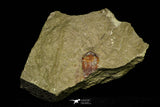 21109 - Insane Association 2 Ampyx sp Alignment in a Row + Toletanaspis sp Lower Ordovician  Trilobites Fezouata Formation