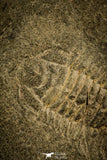 30141 - Well Preserved 0.76 Inch Bathynotus kueichouensis Early Cambrian Trilobite - China
