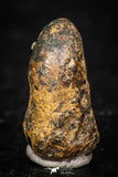 05388 - Agoudal Imilchil Iron IIAB Meteorite 3.6g Collector Grade