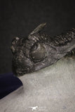 20046 - Well Prepared "Flying" 1.70 Inch Hollardops merocristata Middle Devonian Trilobite