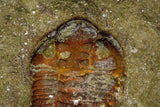 21109 - Insane Association 2 Ampyx sp Alignment in a Row + Toletanaspis sp Lower Ordovician  Trilobites Fezouata Formation