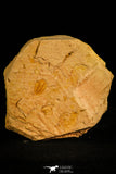 30142 - Top Rare 0.45 Inch Psilocephalina Cambrian Trilobite - China