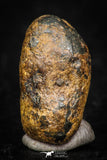 05388 - Agoudal Imilchil Iron IIAB Meteorite 3.6g Collector Grade