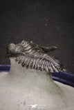 20046 - Well Prepared "Flying" 1.70 Inch Hollardops merocristata Middle Devonian Trilobite