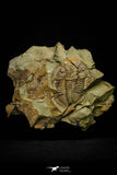21110 - Rare Unidentified Asaphid Trilobite Lower Ordovician Fezouata Fm