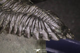 20046 - Well Prepared "Flying" 1.70 Inch Hollardops merocristata Middle Devonian Trilobite