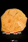 30142 - Top Rare 0.45 Inch Psilocephalina Cambrian Trilobite - China