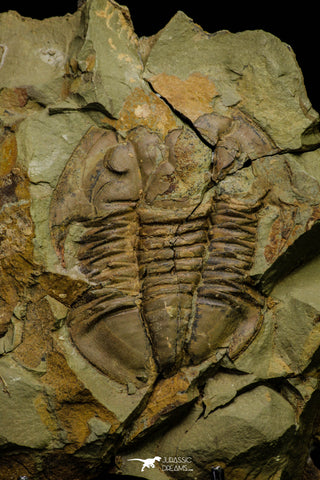 21110 - Rare Unidentified Asaphid Trilobite Lower Ordovician Fezouata Fm