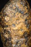 05388 - Agoudal Imilchil Iron IIAB Meteorite 3.6g Collector Grade