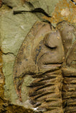 21110 - Rare Unidentified Asaphid Trilobite Lower Ordovician Fezouata Fm
