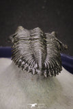 20046 - Well Prepared "Flying" 1.70 Inch Hollardops merocristata Middle Devonian Trilobite