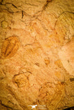 30142 - Top Rare 0.45 Inch Psilocephalina Cambrian Trilobite - China