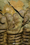 21110 - Rare Unidentified Asaphid Trilobite Lower Ordovician Fezouata Fm