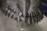 20046 - Well Prepared "Flying" 1.70 Inch Hollardops merocristata Middle Devonian Trilobite
