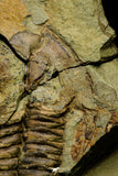 21110 - Rare Unidentified Asaphid Trilobite Lower Ordovician Fezouata Fm