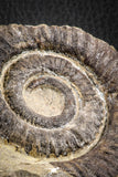 07142 - Top Beautiful 3.34 Inch Anetoceras sp Devonian Ammonite
