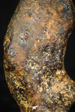 05389 - Agoudal Imilchil Iron IIAB Meteorite 3.2g Collector Grade