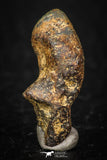 05389 - Agoudal Imilchil Iron IIAB Meteorite 3.2g Collector Grade