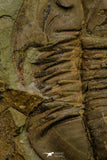 21110 - Rare Unidentified Asaphid Trilobite Lower Ordovician Fezouata Fm