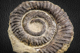 07142 - Top Beautiful 3.34 Inch Anetoceras sp Devonian Ammonite