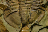 21110 - Rare Unidentified Asaphid Trilobite Lower Ordovician Fezouata Fm